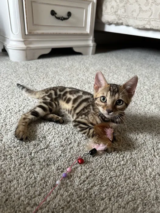 ReginaMur Bengal Cattery 12