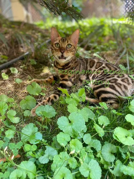 ReginaMur Bengal Cattery 12