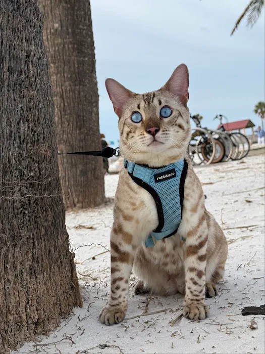 ReginaMur Bengal Cattery 12