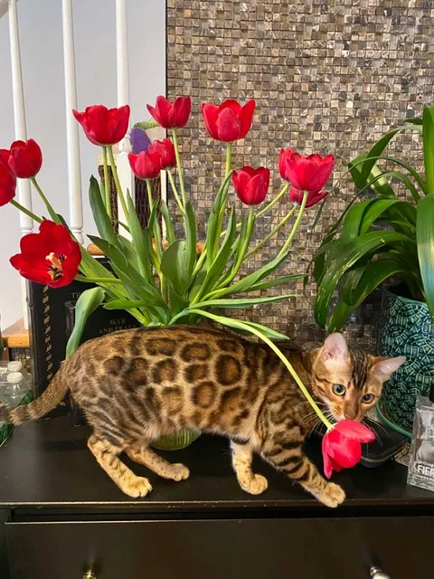 ReginaMur Bengal Cattery 12