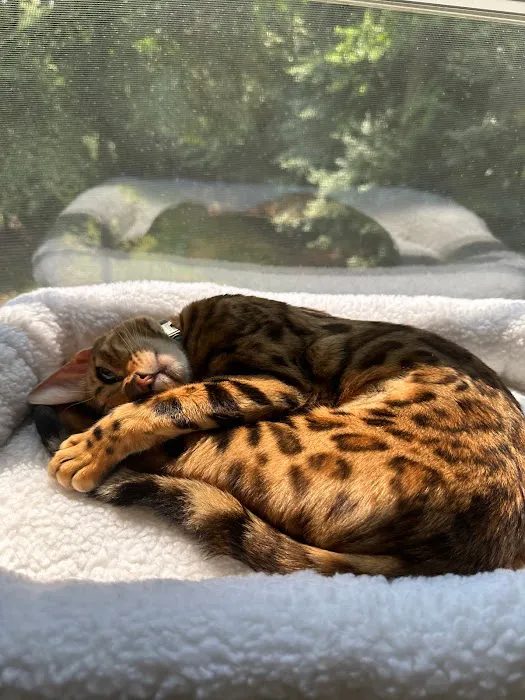 ReginaMur Bengal Cattery 12