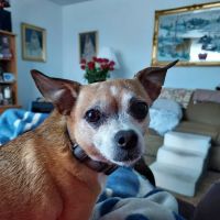 Family Pet Clinic 2 ico