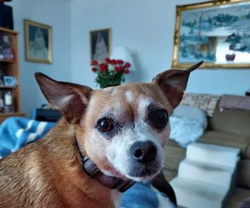 Family Pet Clinic 2