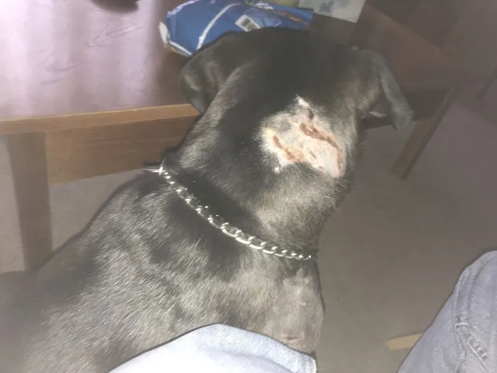 Newport Animal Hospital 2