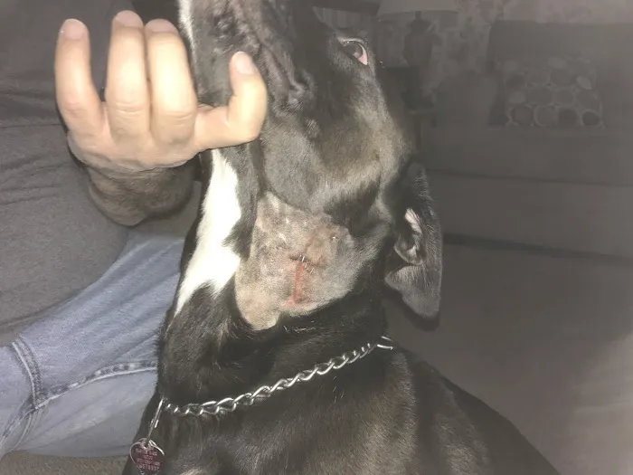 Newport Animal Hospital 5