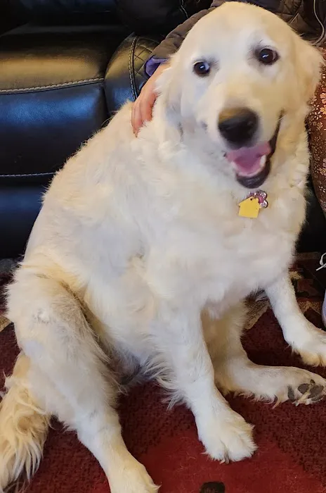 Family Pet Clinic 3
