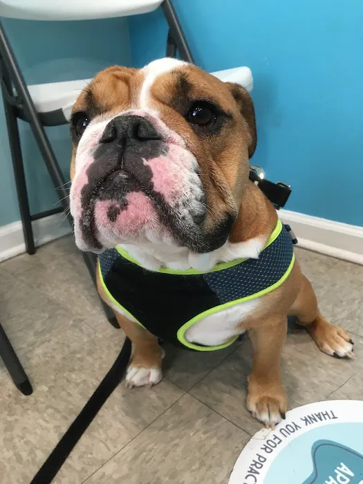 Family Pet Clinic 1