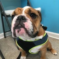 Family Pet Clinic ico