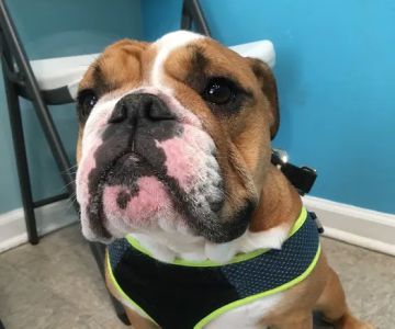 Family Pet Clinic