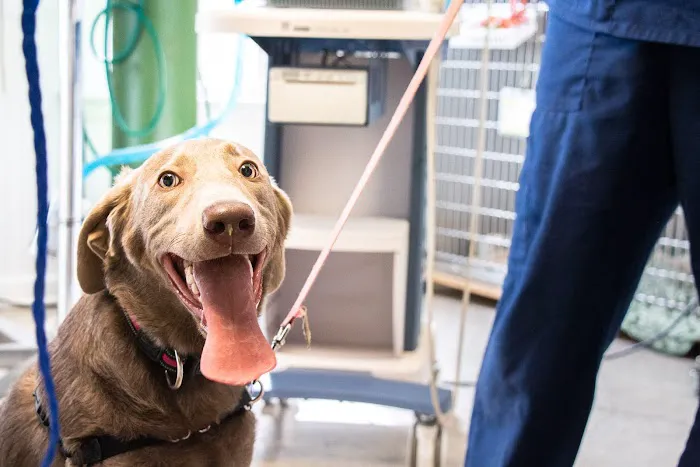 Family Pet Clinic 5