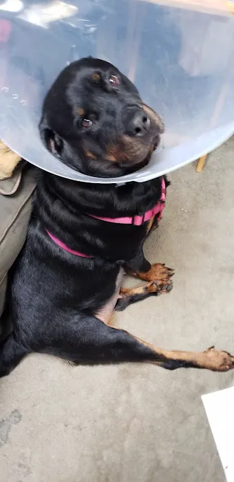 York Road Veterinary Hospital Inc. 5