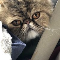 Warminster Veterinary Hospital ico