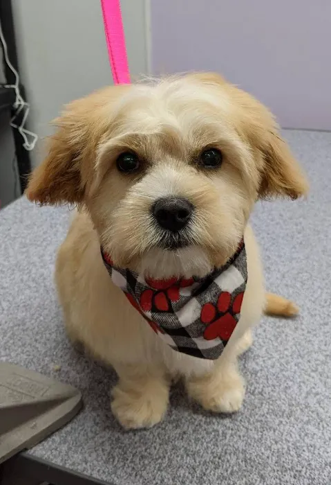 Buck Road Animal Hospital 7