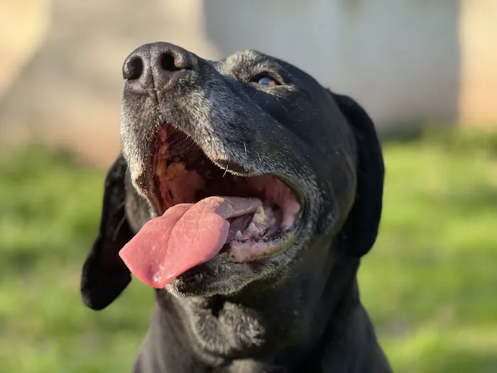 Vetco Total Care Animal Hospital 12