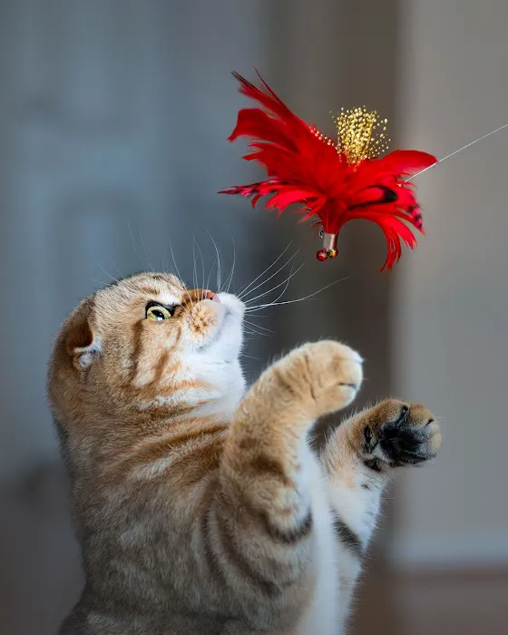 PurrfectlyFold Scottish Fold Cattery 1