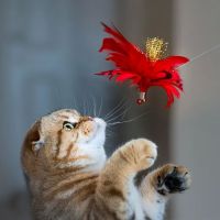 PurrfectlyFold Scottish Fold Cattery ico