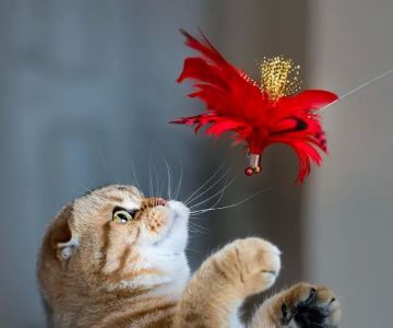 PurrfectlyFold Scottish Fold Cattery