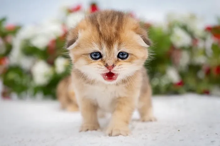 PurrfectlyFold Scottish Fold Cattery 2