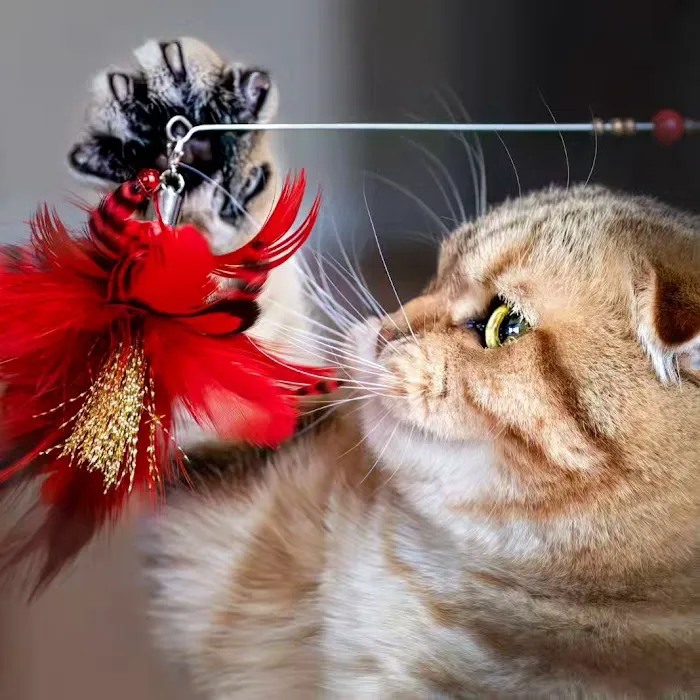 PurrfectlyFold Scottish Fold Cattery 3