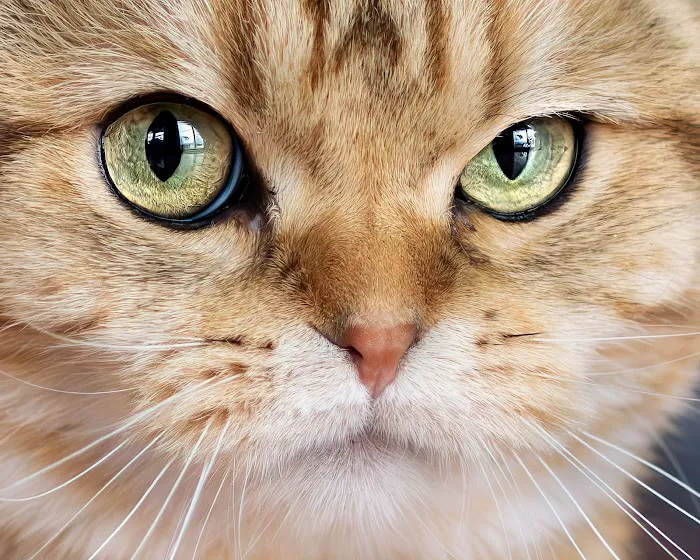 PurrfectlyFold Scottish Fold Cattery 6