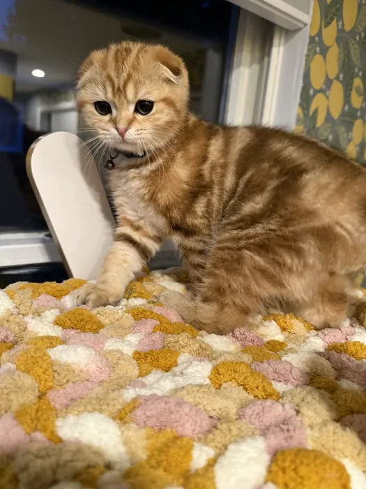 PurrfectlyFold Scottish Fold Cattery 4