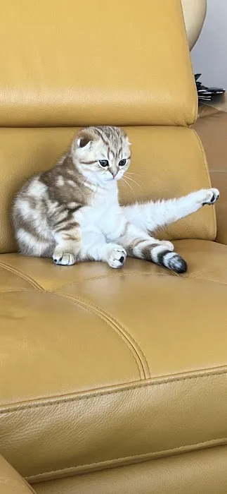 PurrfectlyFold Scottish Fold Cattery 8
