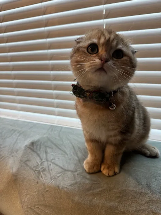 PurrfectlyFold Scottish Fold Cattery 9