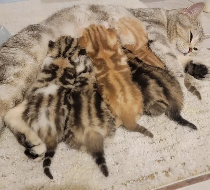 PurrfectlyFold Scottish Fold Cattery 10