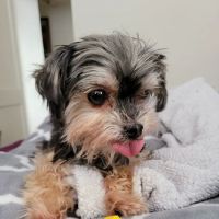 Animal Hospital of Warwick ico