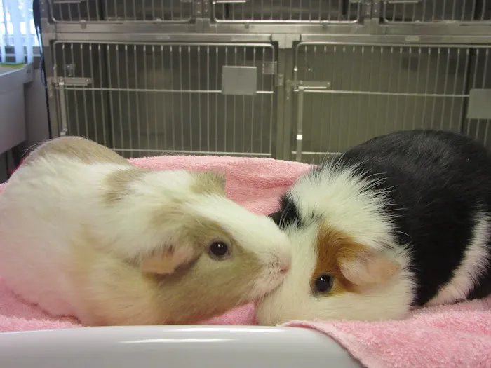 Animal Hospital of Warwick 12