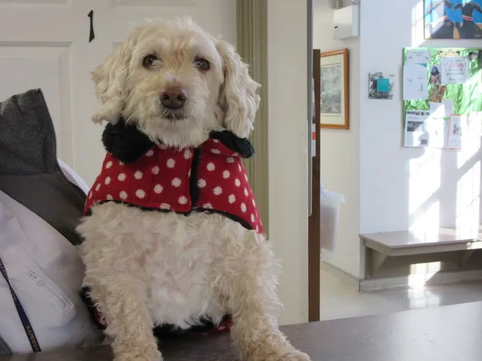Animal Hospital of Warwick 12