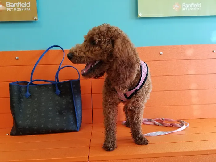 Banfield Pet Hospital 3