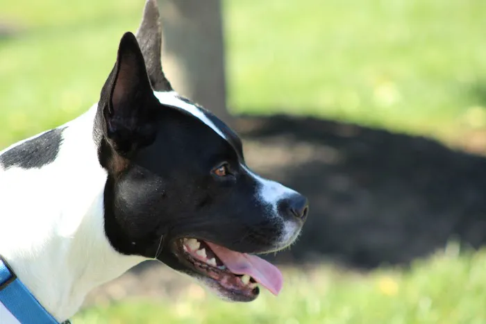 Banfield Pet Hospital 6