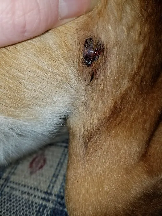 Banfield Pet Hospital 8