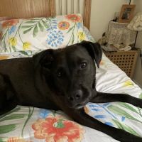 Main Street Animal Hospital ico