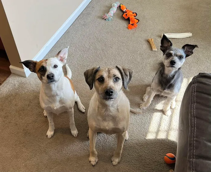 Main Street Animal Hospital 7