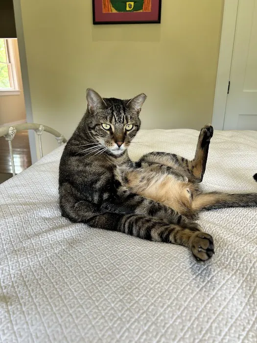 Main Street Animal Hospital 8