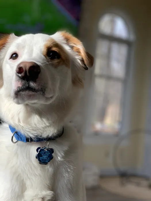 Main Street Animal Hospital 10