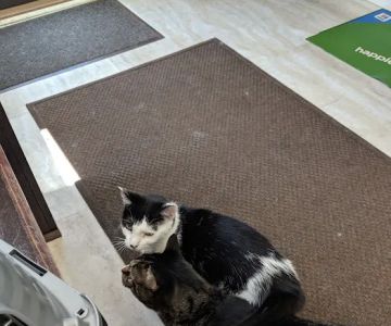Sycamore Veterinary Hospital: Neubauer S DVM