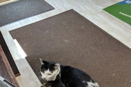 Sycamore Veterinary Hospital: Neubauer S DVM