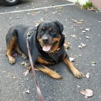 Sycamore Veterinary Hospital ico