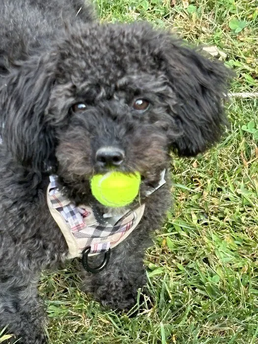 Sycamore Veterinary Hospital 7