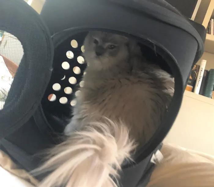 Sycamore Veterinary Hospital 9