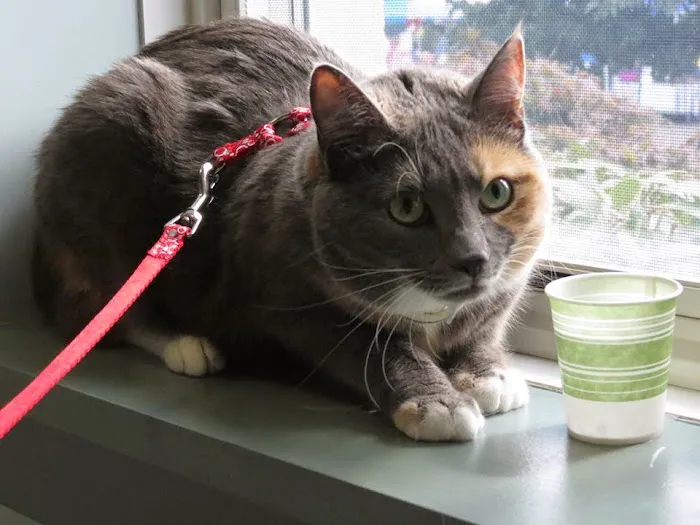 Newtown Veterinary Hospital, LLC 3