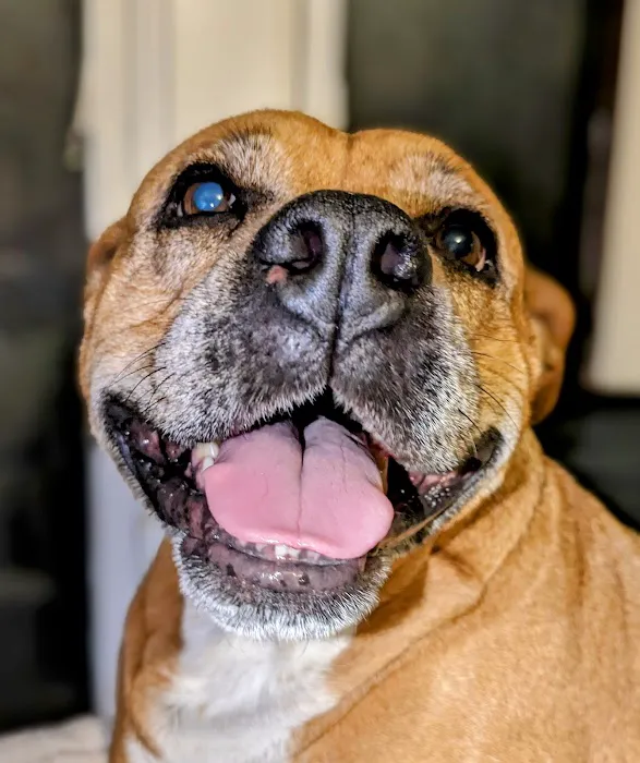 Pet's Best Friend Veterinary Hospital 5