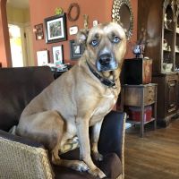 Moontide Veterinary Services ico