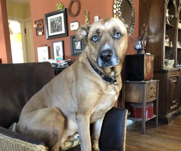 Moontide Veterinary Services
