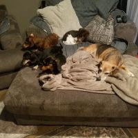 VCA Stoney Creek Animal Hospital ico