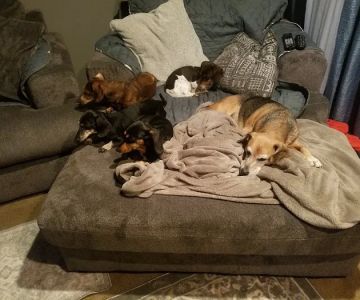 VCA Stoney Creek Animal Hospital