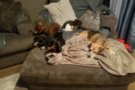 VCA Stoney Creek Animal Hospital